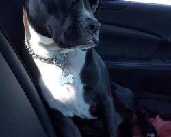 Carter - black and white male boxer pit bull mix dog for adoption oceanside ca