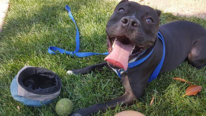 Carter - black and white male boxer pit bull mix dog for adoption oceanside ca