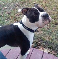 Cash Is A Handsome Black And White Shar Pei Pitbull Mix Dog For Adoption In Buffalo NY