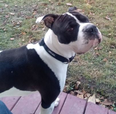 Cash is a handsome black and white Shar Pei Pitbull Mix Dog For Adoption in Buffalo NY