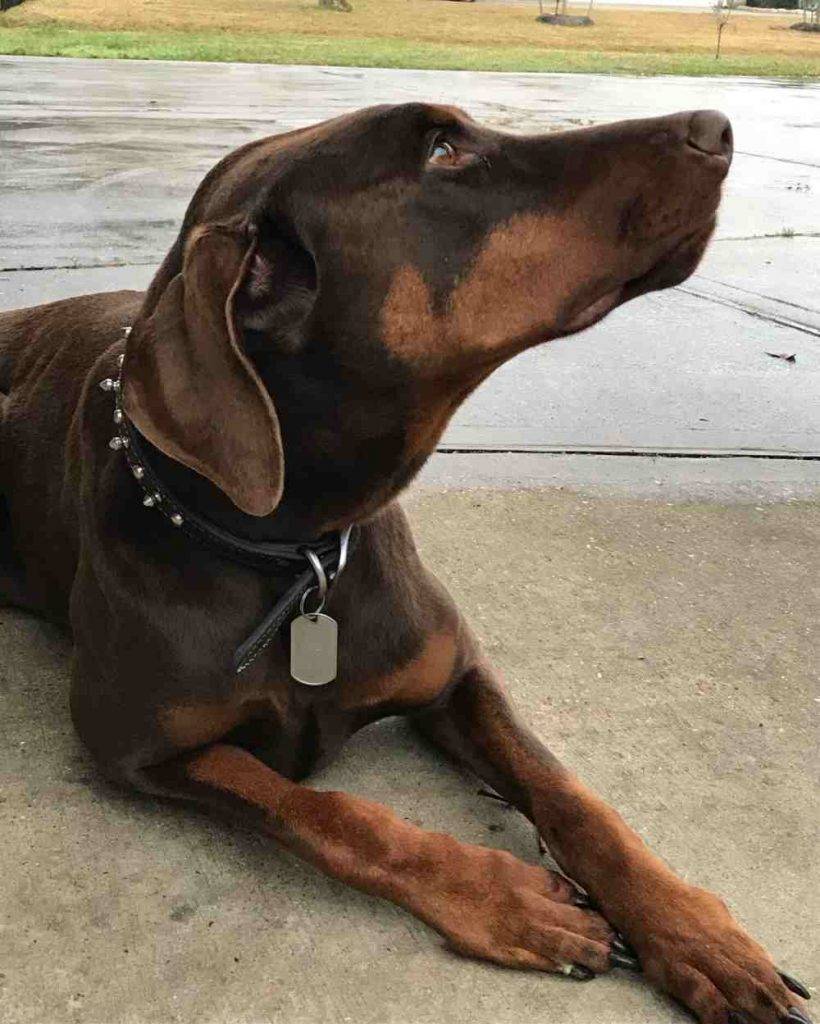 Cash doberman pinscher dog for adoption in spring texas 3