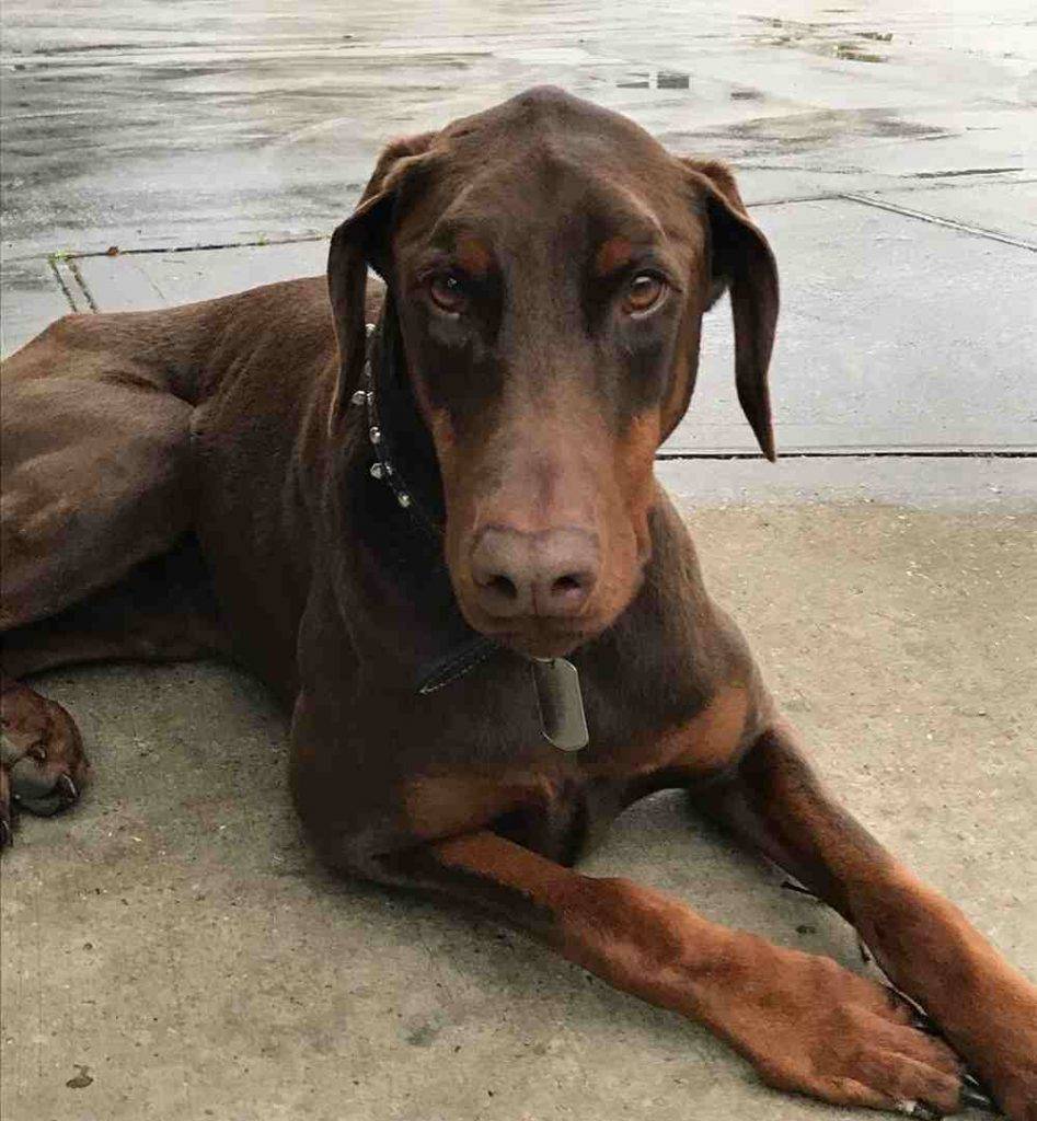 Cash doberman pinscher dog for adoption in spring texas 3