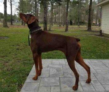 Cash Doberman Pinscher Dog For Adoption In Spring Texas 3