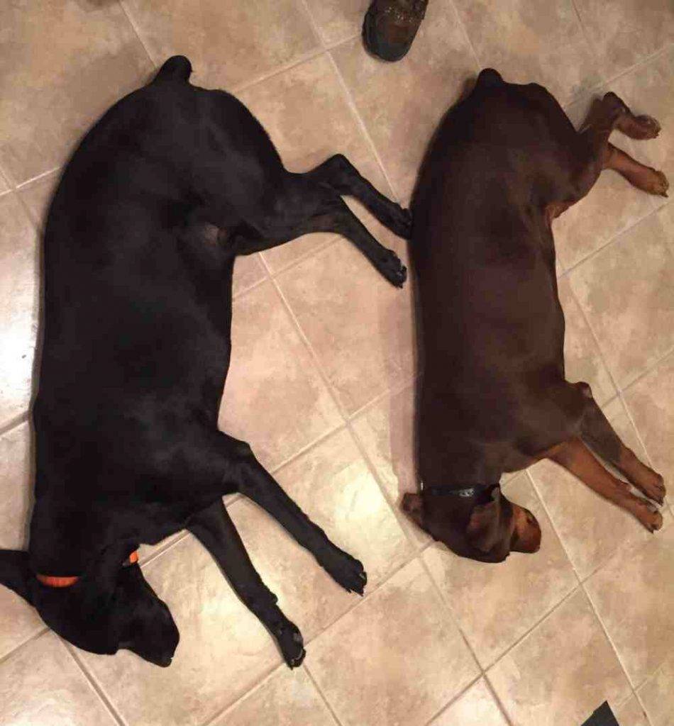 Cash doberman pinscher dog for adoption in spring texas 3