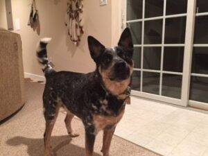 Adopt an australian cattle dog in elkton maryland – supplies included – meet cash