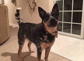 Adopt an Australian Cattle Dog in Elkton Maryland – Supplies Included – Meet Cash