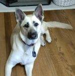 Cassie German Shepherd Dog For Private Adoption Dallas Texas 1