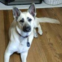 Cassie German Shepherd Dog For Private Adoption Dallas Texas 1