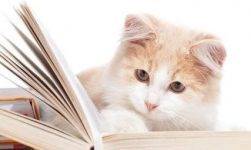 Cat Breeds A to Z