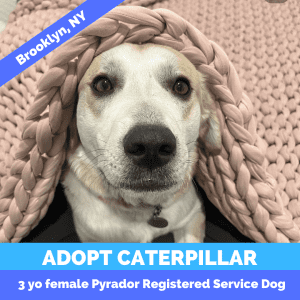 Caterpillar pyrador great pyrenees labrador retriever mix dog adoption brooklyn ny (7)