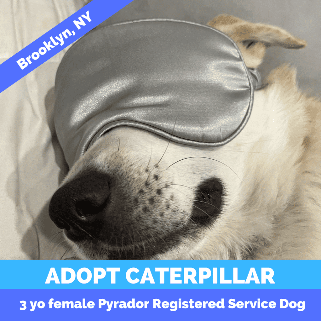Caterpillar Pyrador Great Pyrenees Labrador Retriever Mix Dog Adoption Brooklyn NY (7)