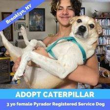 Caterpillar Pyrador Great Pyrenees Labrador Retriever Mix Dog Adoption Brooklyn NY (7)