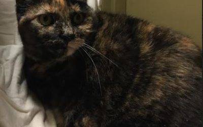 Tonawanda ny – sweet torbie cat for private adoption – meet cathy cat