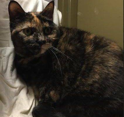 Tonawanda NY – Sweet Torbie Cat For Private Adoption – Meet Cathy Cat