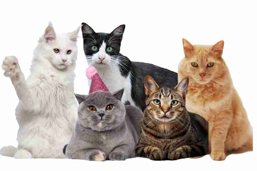 Cats Adoptions Breeds Breeders Kittens Care Names & More