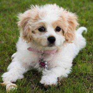 Cavalier bichon mix puppy