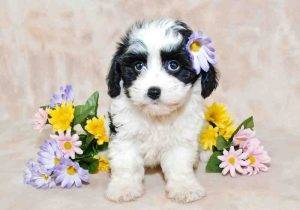 Cavachon puppy cavalier king charles spaniel bichon frise mix (4)