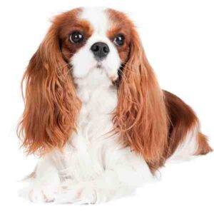 Cavalier king charles spaniel photo