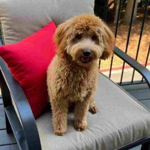 Handsome cavapoo cavoodle puppy for adoption in atlanta (brookhaven) ga – supplies included – adopt henry