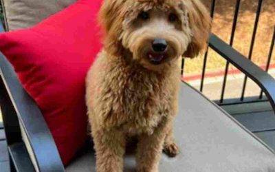 Handsome Cavapoo Cavoodle Puppy for Adoption in Atlanta (Brookhaven) GA – Supplies Included – Adopt Henry