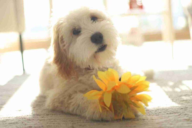 Small Dogs For Adoption Near You - Rehome Or Adopt A Small Dog Or Puppy ...
