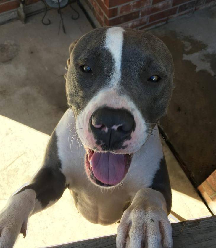 Cersi - blue nosed american pit bull terrier dog for adoption houston