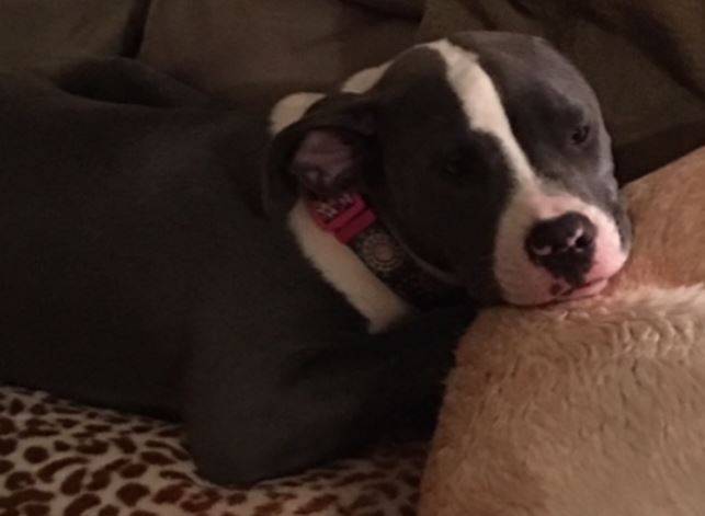 Cersi purebred blue nose pitbull for adoption in houston