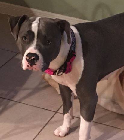 Amazing 1 yo female blue nose american pit bull terrier dog for adoption near houston tx – adopt cersi today!