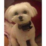 Maltese Dog For Adoption In Edmonton AB