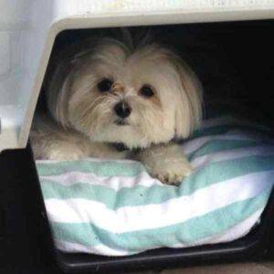 Maltese dog for adoption in edmonton ab
