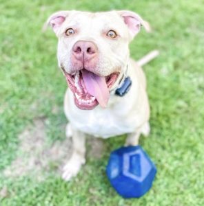 Bullboxer Dog For Adoption Photo Bullboxer dog for adoption