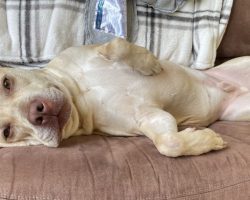Bullboxer dog for adoption