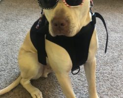 Bullboxer dog for adoption