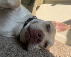 Bullboxer dog for adoption