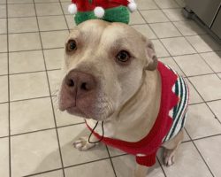 Bullboxer dog for adoption