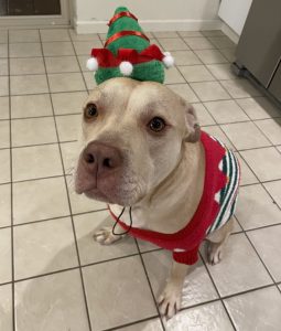 bullboxer dog for adoption Photo bullboxer dog for adoption