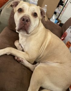 bullboxer dog for adoption Photo bullboxer dog for adoption
