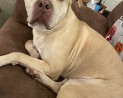 Bullboxer dog for adoption
