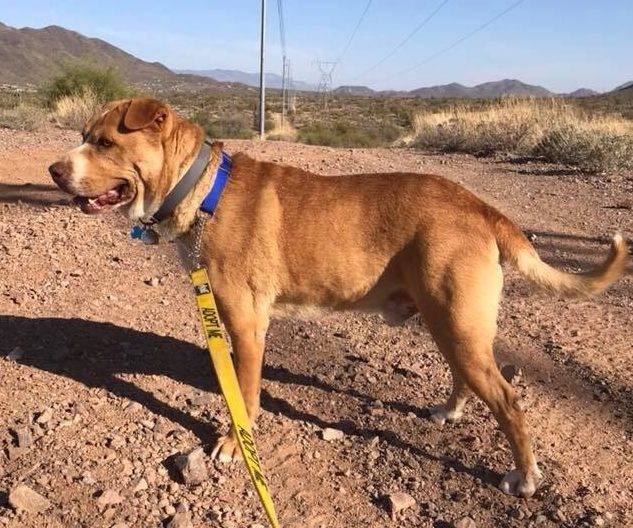 Champ - Pitbull Boxer Mix Dog For Adoption in Phoenix AZ 6