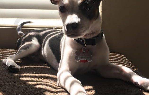 REHOMED –  Chance The Chihuahua Mix Puppy Found His Forever Home