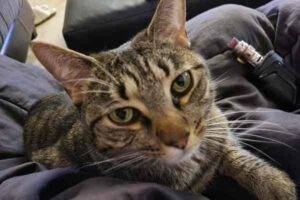 Brown tabby cat for adoption near tampa in lutz florida – supplies included – adopt chaos