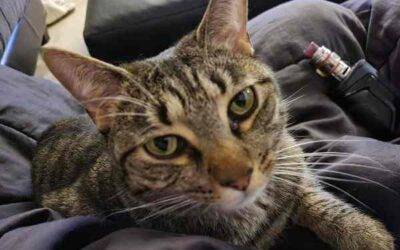Brown tabby cat for adoption near tampa in lutz florida – supplies included – adopt chaos