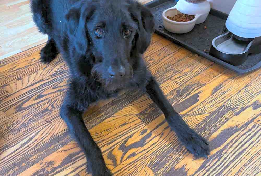 Black labradoodle for adoption in edmonton – choose charlie