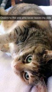 Charlie - calico tabby cat for adoption in boston ma 2