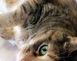 Charlie - calico tabby cat for adoption in boston ma 2