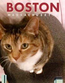 Charlie - Calico Tabby Cat For Adoption In Boston MA 2