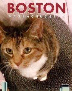 Sweet calico tabby cat for adoption boston ma massachusetts – adopt charlie today