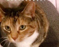 Charlie - calico tabby cat for adoption in boston ma 2