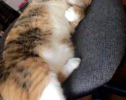 Charlie - calico tabby cat for adoption in boston ma 2