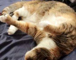 Charlie - calico tabby cat for adoption in boston ma 2